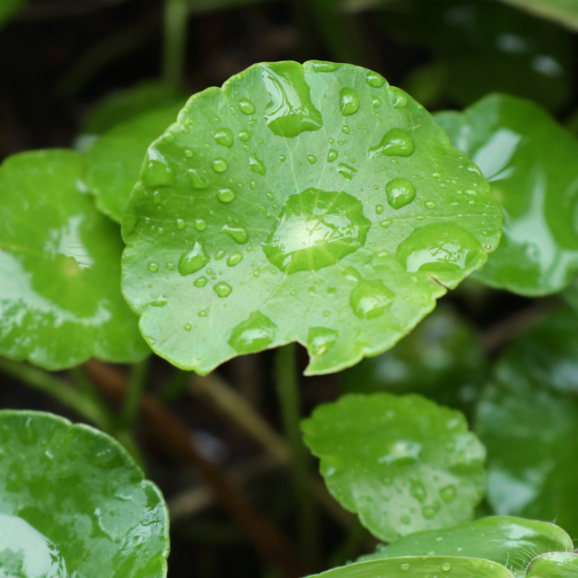 ツボクサエキス