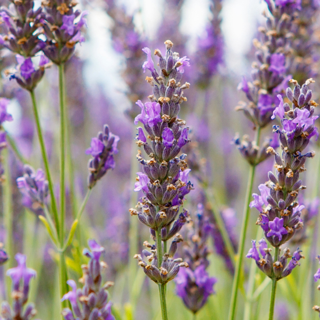 ラベンダー花エキス