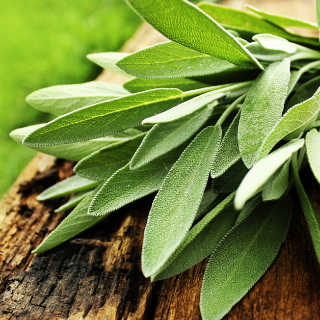 セージ葉エキス